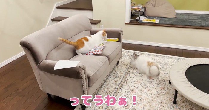 ソファの上の猫