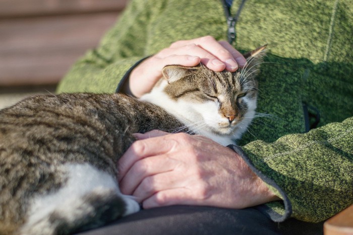 高齢者の膝の上でくつろぐ猫