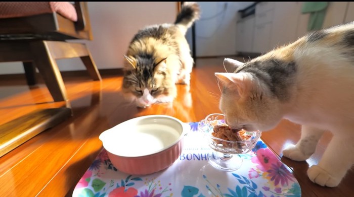 ご飯を食べる猫