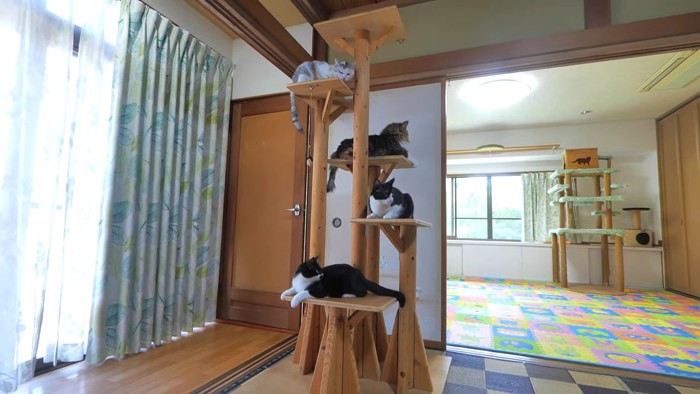 猫の部屋奥