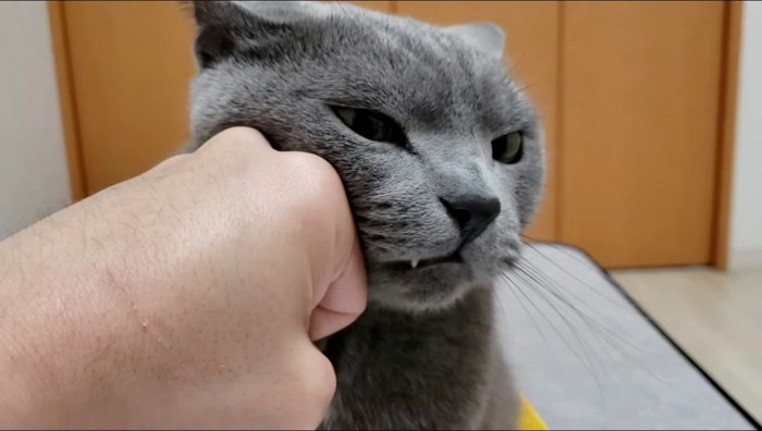 猫の頬に優しく握りこぶしを押し付ける飼い主