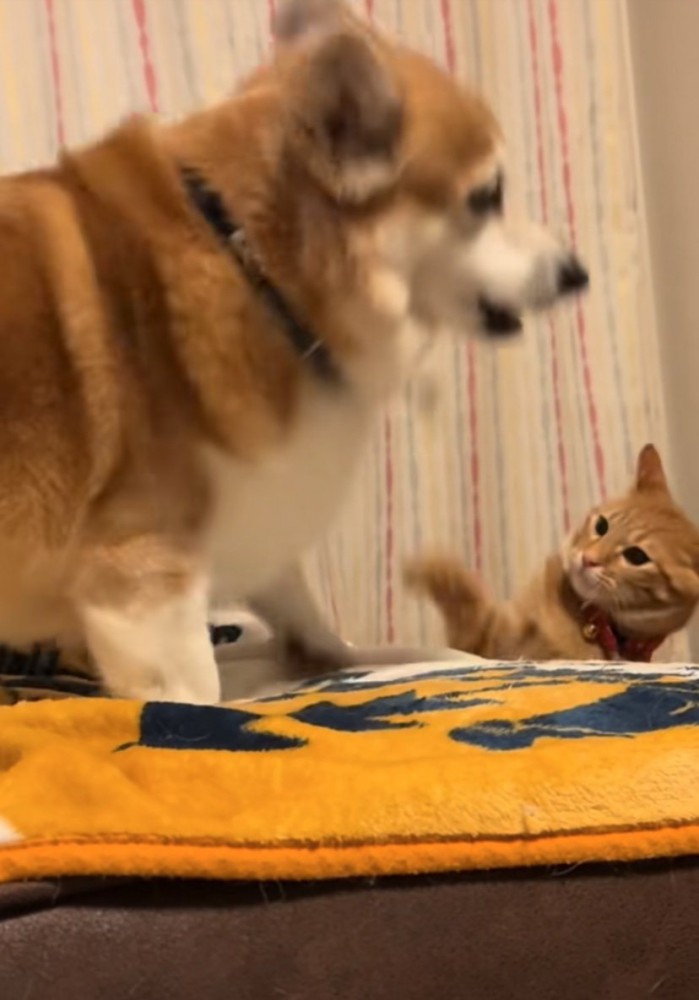 猫パンチ