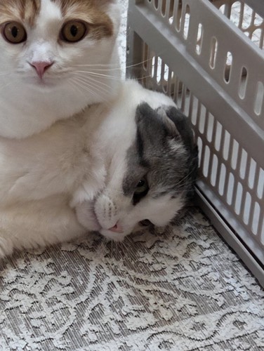 猫にのられた猫
