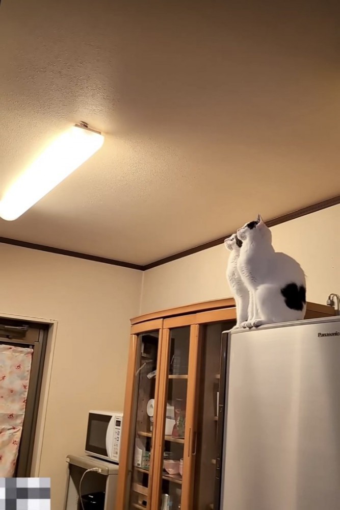 天井を這うGを見上げる2匹の白黒猫