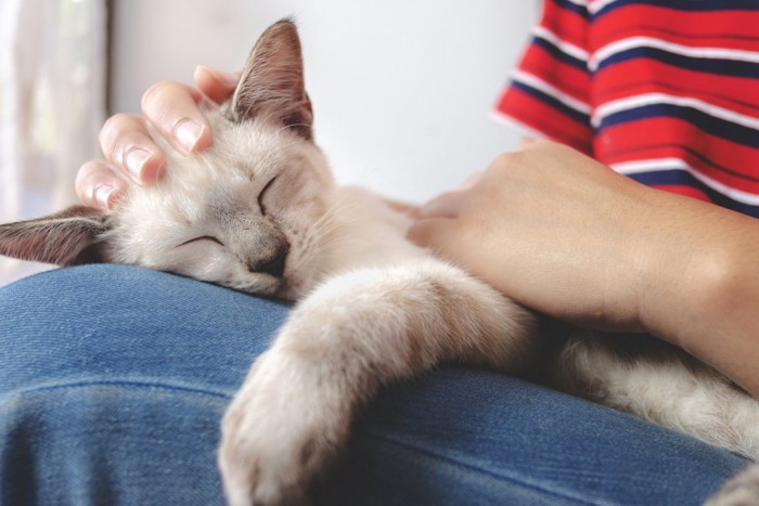 人の膝の上で寝る猫