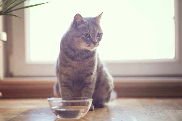 水を飲む猫