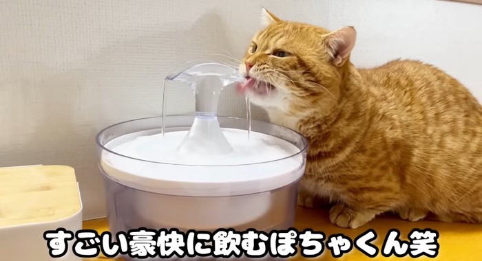 水を飲む猫