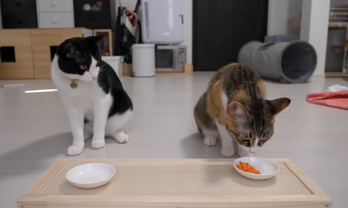 食べ終わったハチワレ猫と食べている三毛猫