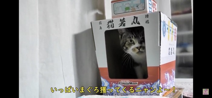 ダンボール漁船の中に入る猫