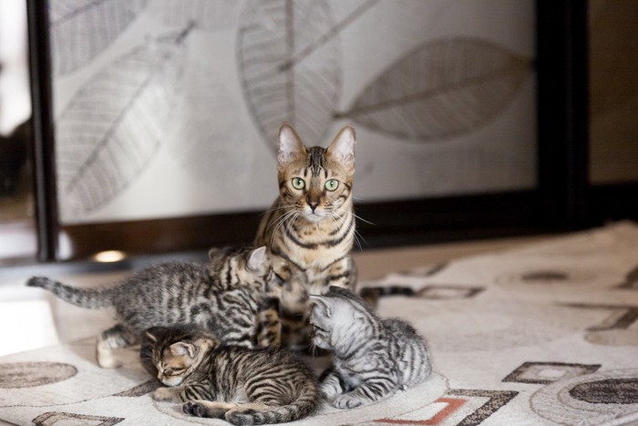 ベンガル猫と子猫たち