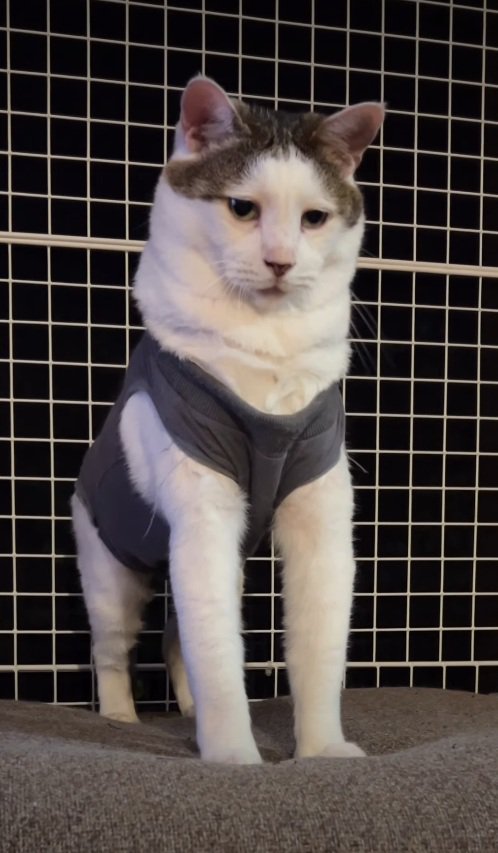 アルパカみたいな猫