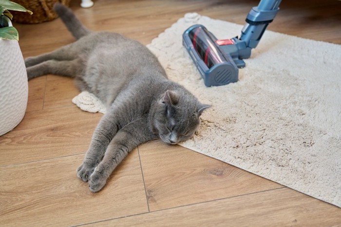 掃除機のそばで横になっている猫
