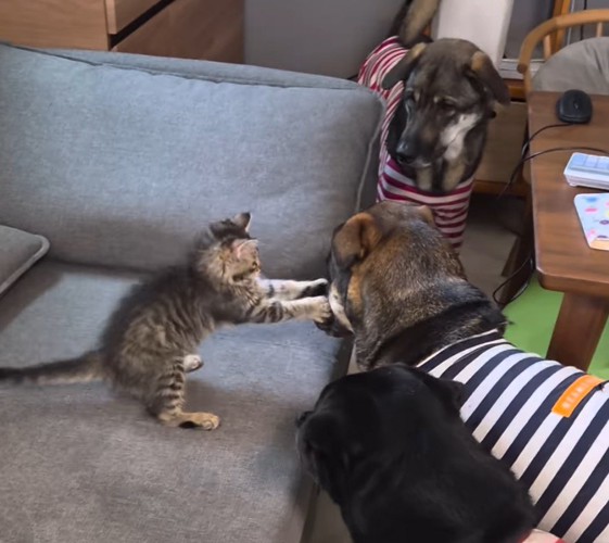 青い服を着た犬の顔を前足で掴む猫