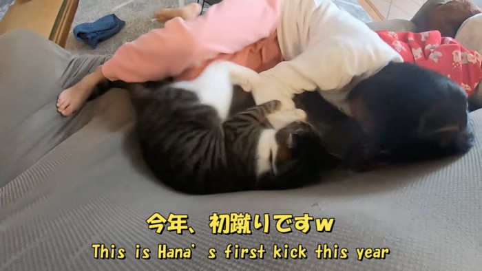 蹴る猫