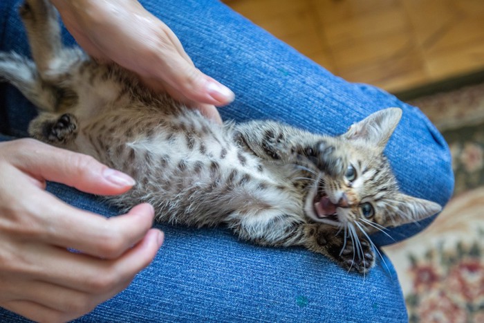 人の膝の上で仰向けになる子猫