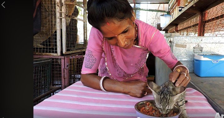 ご飯を食べる子猫