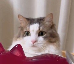 猫型ゼリーを見て下降する猫