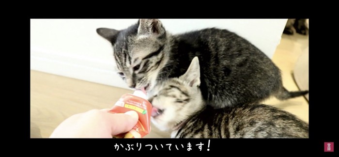 おやつを食べる二匹の子猫