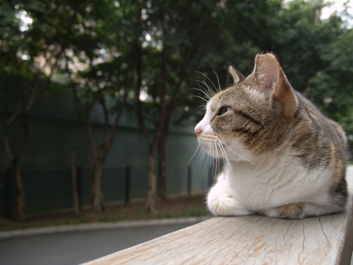 考える猫