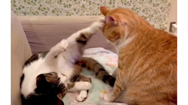 ケンカしている猫