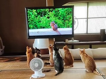 テレビを見る猫たちのアップ