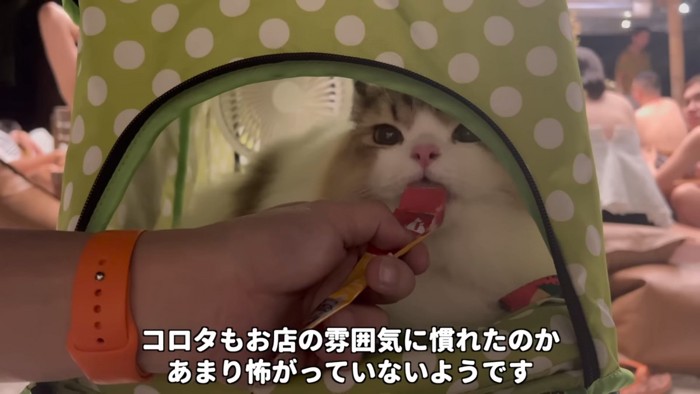 おやつを食べる猫