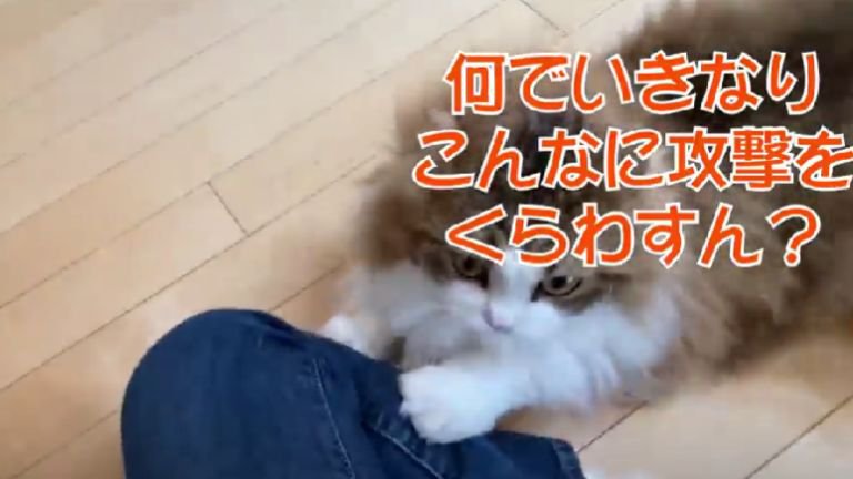 飼い主を狙っている猫