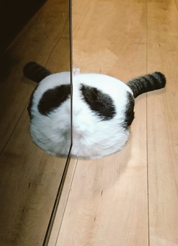 頭を隠すきに丸ちゃん