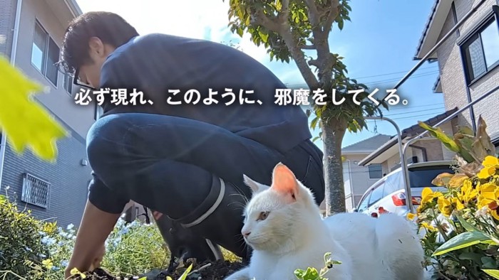 裏庭でおっ父の仕事を邪魔する猫