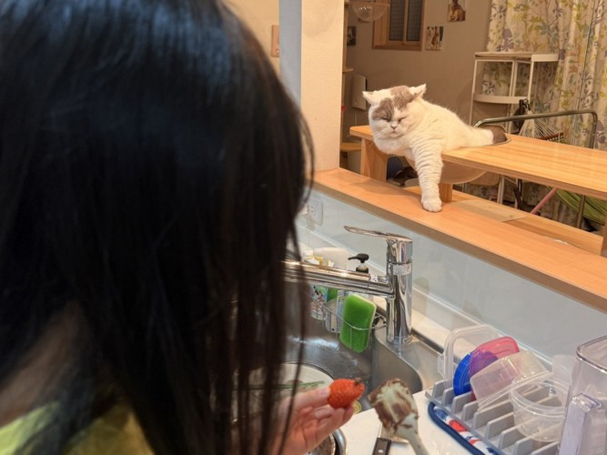 娘さんとキッチンカウンターに手を伸ばす猫