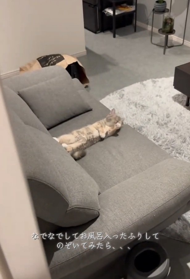 手を舐める猫