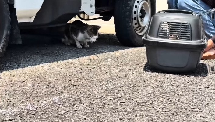 下を見る猫