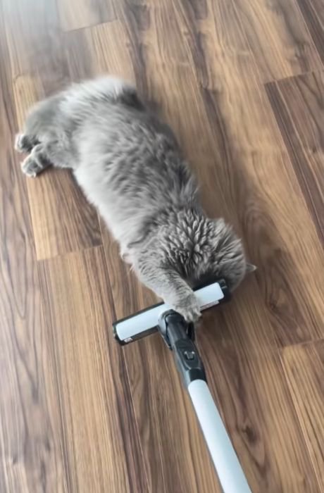 体を伸ばし前足で掃除機のヘッドをつかむ猫