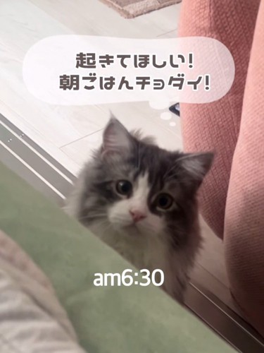 ベッドの下にいる猫