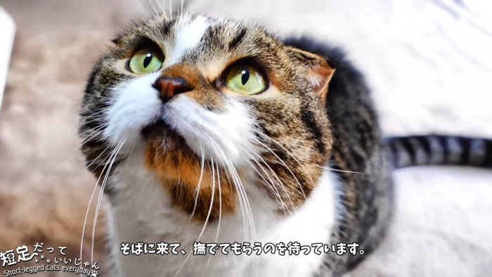 見上げる猫