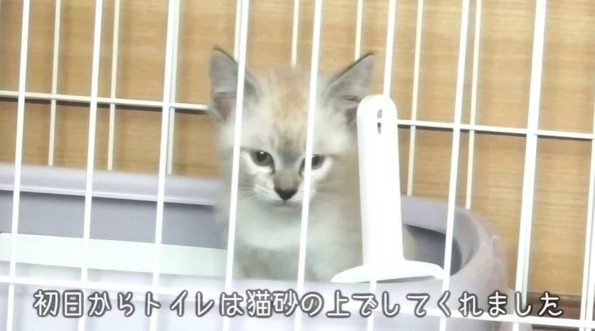 トイレに入る子猫