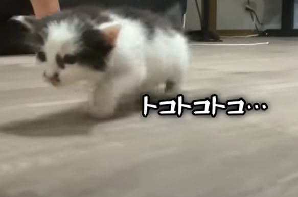 元サヤ猫6