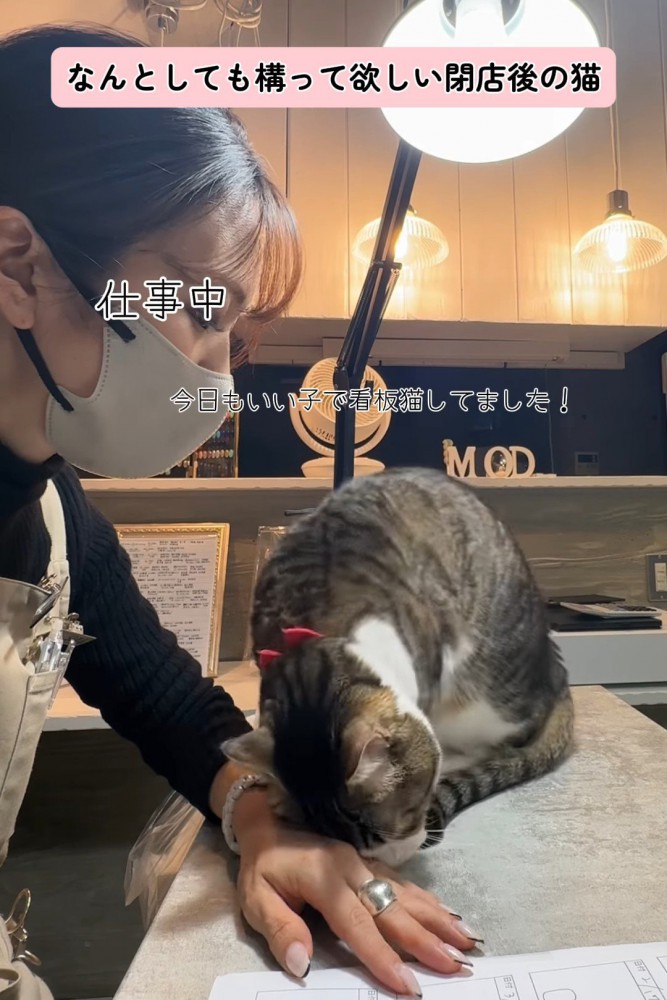 人の手に頭をつける猫