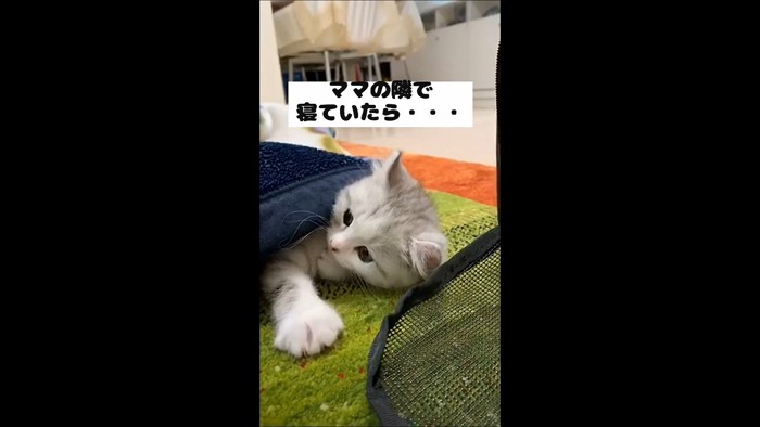 ママの隣で(横を向いた姿)