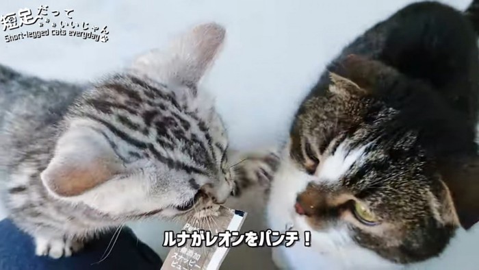 おやつの袋をくわえる子猫