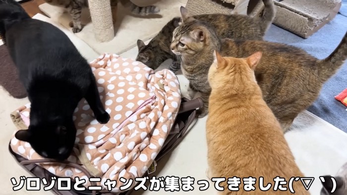 コタツに集まる猫たち