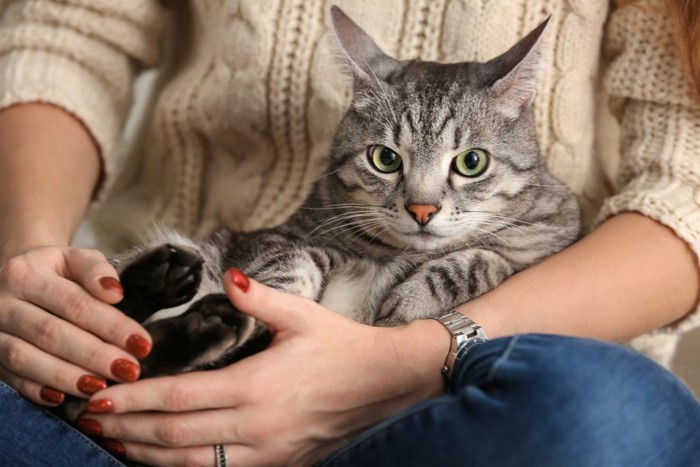 女性に抱っこされる猫