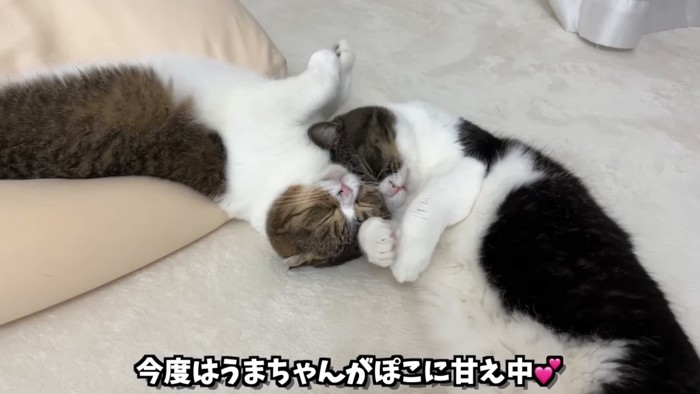 くっついて寝る2匹の猫