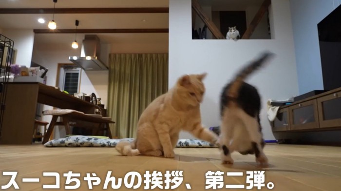 猫パンチをくらう子猫