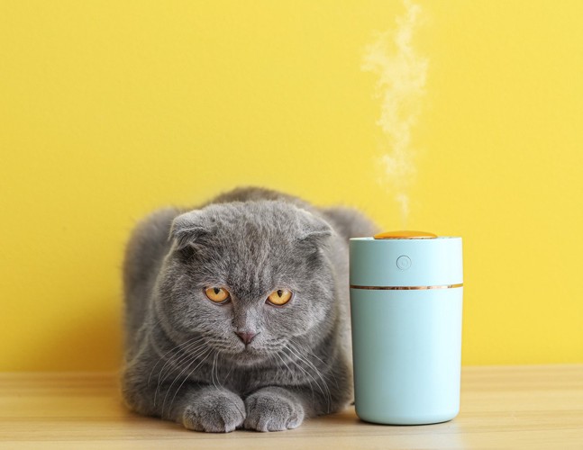 水色の加湿器とこ正面を見る猫