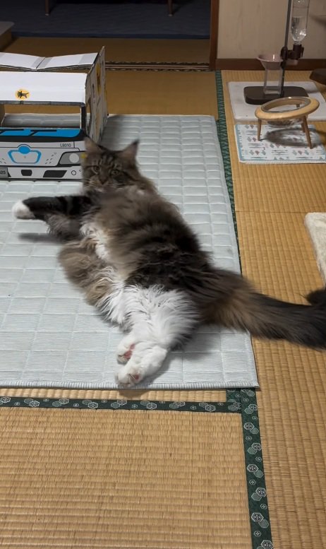振り返る猫