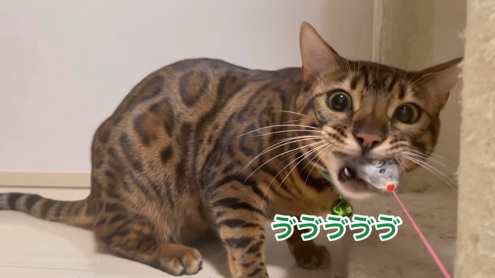 おもちゃをくわえる猫