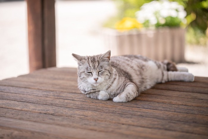 テラスでまったりする猫