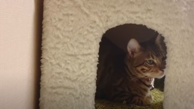 キャットタワーの部屋でくつろぐ猫