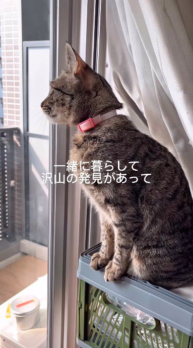 窓の外を見つめる猫